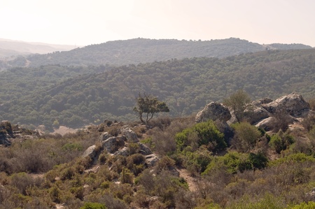 A massive landscape with hillside and  treesの写真素材