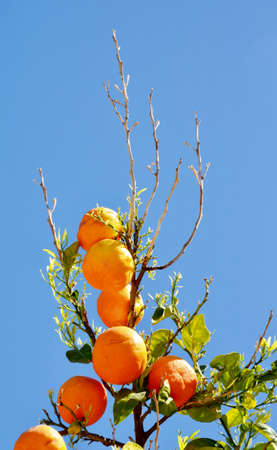 Branches of orange against the blue sky