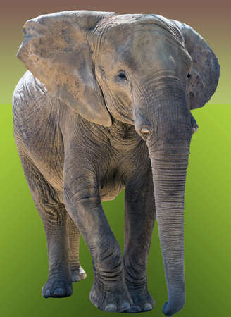 Elephant isolated on colorの写真素材