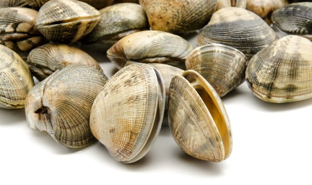 Several clams next to each other forming a background