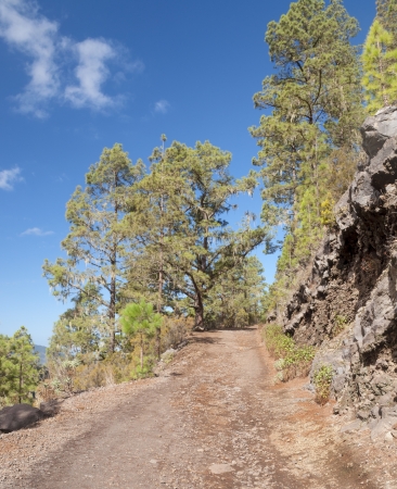 Path in the forest with a tree on one side and blue sky vertical its situated in the island of Tenerife in Spainの写真素材
