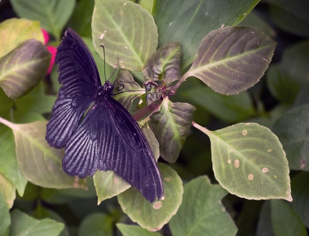 Butterfly flying around leaves backgroundの写真素材
