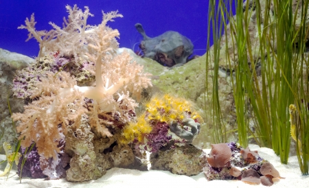 Several color fish surrounded by corals in the deep sea