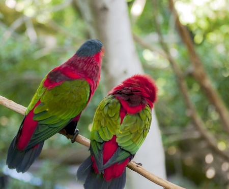Tropical birds perched on the branches of a treeの写真素材