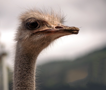 Ostrich head surrounded by blurred backgroundの写真素材