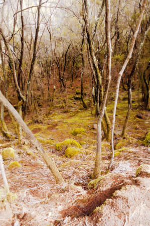 Forest with tree trunks and overgrowth
