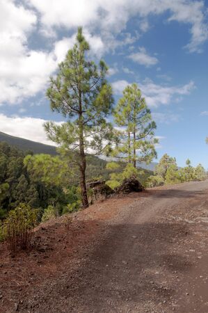 Path in the forest surrounded by pineの写真素材