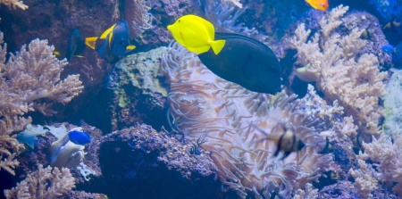 Colorful fish swim alongside each otherの写真素材