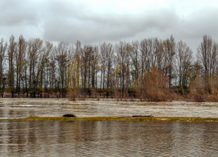 Dry trees on the bank of the river Douro in the Spanish province of Valladolid, it´s a cloudy dayの写真素材