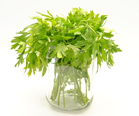 Bouquet of parsley on white backgroundの写真素材