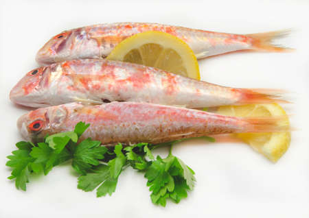 Fresh red mullet on white background