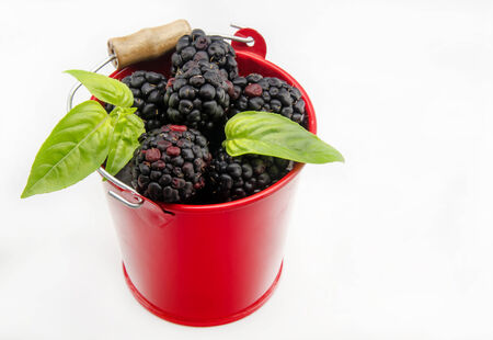 Fresh blackberries surrounded by white background