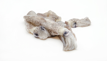 Several fresh squid surrounded by white background