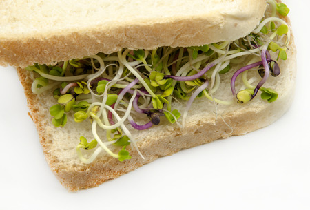 Bread with radish sprouts on white backgroundの写真素材