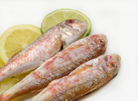 Fresh red mullet on white background