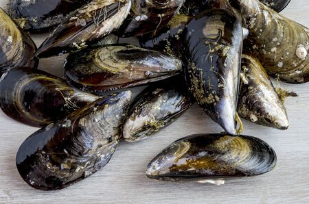 Mussels in the shell