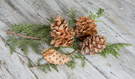 Pineapples and pine branches on white backgroundの写真素材