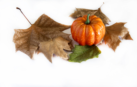 Pumpkin hallowen surrounded by dry autumn leavesの写真素材