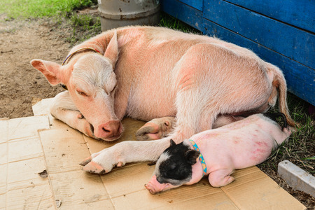 Cows and pigs are sleepingの写真素材