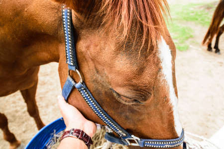 Brown horseの写真素材