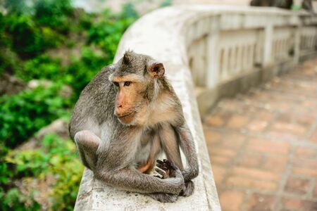 Monkey sitting alone at Petchaburi Province in Thailandの写真素材