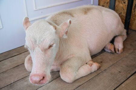 Albino buffalo lying at Pattaya Sheep Farmの写真素材