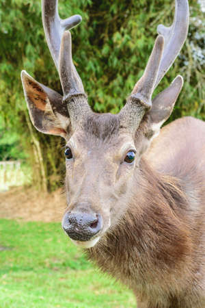 Deer in Khao Yai Park at Nakornratchasrima in Thailandの写真素材