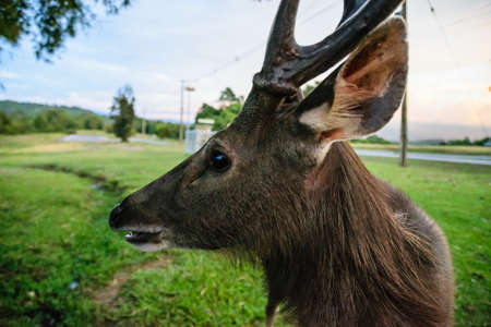 Deer in Khao Yai Park at Nakornratchasrima in Thailandの写真素材