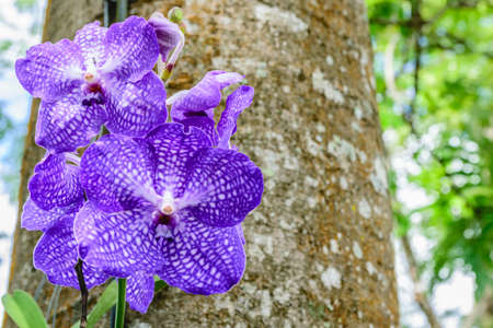 Purple Orchid "Montana Farm's" at Wangnamkiaw in Thailandの写真素材