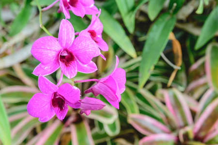 Purple Orchid "Montana Farm's" at Wangnamkiaw in Thailandの写真素材