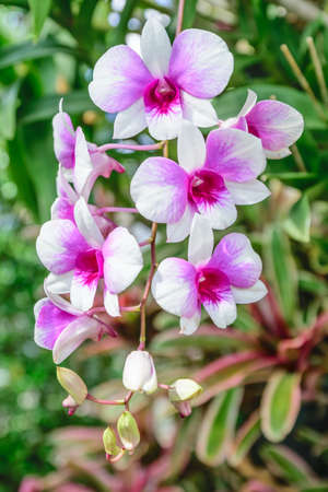 Orchid "Montana Farm's" at Wangnamkiaw in Thailandの写真素材