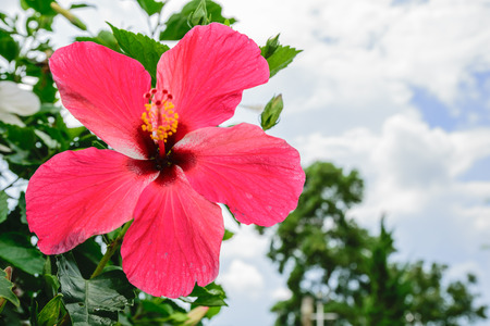 hibiscus "Montana Farm's" at Wangnamkiaw in Thailandの写真素材