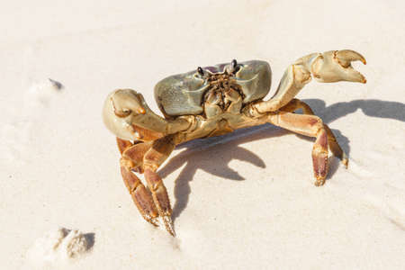 Crab at Tachai Island in Andaman Sea