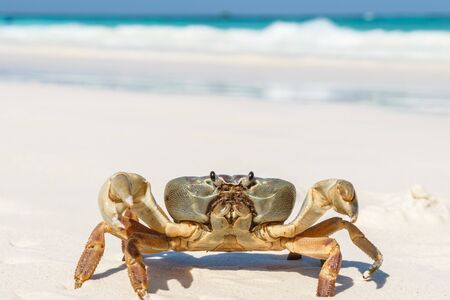 Crab at Tachai Island in Andaman Seaの写真素材
