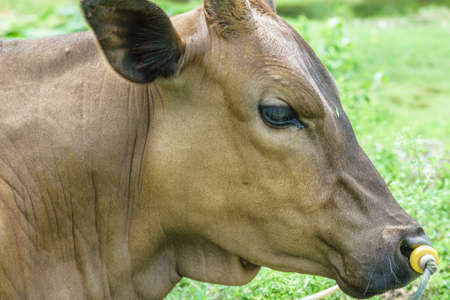cow house10