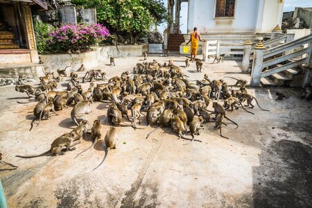 Monkey Khao Chong Krachok at Prajuabkirikhan in Thailand