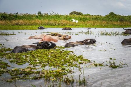 Water buffalo at Phatthalung in Thailandの写真素材