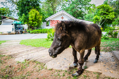 Dwarf horse at Bonanza Exotic Zoo in Thailandの写真素材