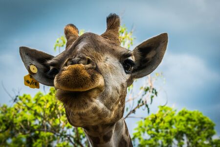 Giraffe at Bonanza Exotic Zoo in Thailandの写真素材
