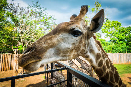 Giraffe at Bonanza Exotic Zoo in Thailandの写真素材