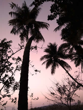 palm tree silhouette in evening time.の写真素材