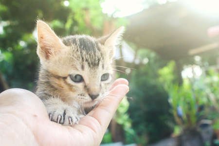 Portrait lovely  kitten  on the hands of the owner on nature