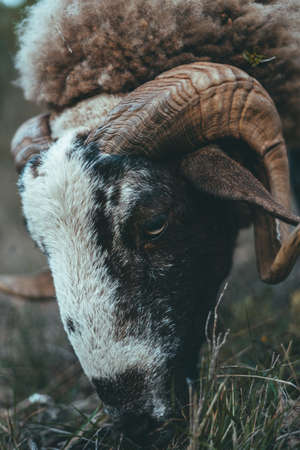 Beautiful horned goat eating grass in the mountainsの写真素材