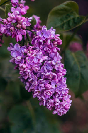 Lilac flower somewhere in the home garden with a background of green leavesの写真素材