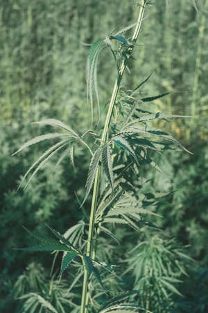 Hemp plant in front with a hemp field on the back