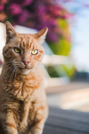 Old orange cat sitting on a and looking up to the camera in a intense way in a garden of a big house