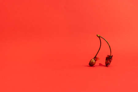 Two cherry pits on the right on a deep red background. Bitten cherries. Organic trash.の写真素材