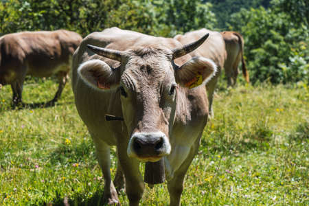 Cow staring intently at the camera while cattle grazing through the Pyrenees mountainsの写真素材