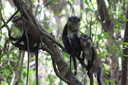 mona monkey family