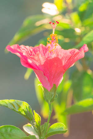 Hibiscus flowers pink colorの写真素材
